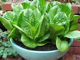 To harvest leaf lettuces (or immature leaves from head lettuces) using scissors or snips, cut the outer leaves of the plant until you have enough. How To Plant Grow Romaine Lettuce Brown Thumb Mama