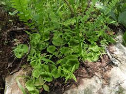 Image result for Nervilia crociformis