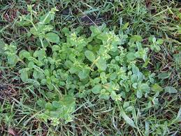 Top texas native plants for pollinators. In San Antonio Common Weeds Are Abundant Abc Blog