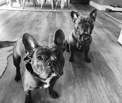 We breed the finest french bulldog puppies of exotic colors. Bleu Steele French Bulldogs Llc Home Facebook