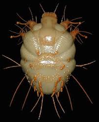Top 8 Des Parasites Qui Pondent Sous La Peau