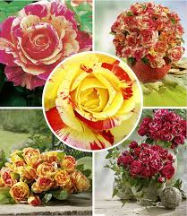 9 baldur garten in den sozialen netzwerken. Blumen Pflanzen Baldur Garten Delbard Malerrosen Kollektion Henri Matisse 3 Pflanzen Edelrosen Claude Monet Paul Cezanne Garten Guiadejericoacoara Com Br