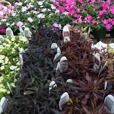 If we don't have it. Martin S Home Garden 2 Tips From 109 Visitors