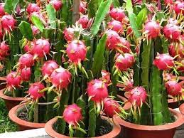 We did not find results for: How To Grow Dragon Fruit Growing Dragon Fruit Pitaya