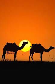 If you want to live in the desert and stay hydrated you will wear a camel back filled with drinking the animals with random mutations that lead to more successful reproduction (eg tolerating heat, going. Pin By Mary J On Places To Stay Camels Art Camels Animals Beautiful
