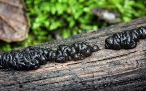 Image result for Exidia sp.