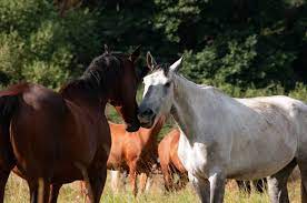 Can A Horse Live Alone Or Do They Need Companions Equestrian Space