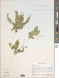 Image result for Microcharis angolensis