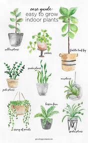 A Guide To Caring For Easy To Grow Indoor Plants In 2020 Plants Indoor Plants Inside Plants
