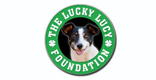 Please select an option below for more information about our. The Lucky Lucy Foundation Pet Health Carelucky Lucy Foundation Animal Rescue And Animal Charity Cape Town