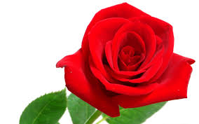 Image result for images of rose hd