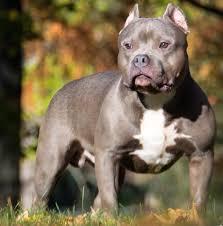 Teacup english bulldog full grown loves human company and craves for constant attention. American Bully Wikipedia