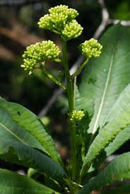 Image result for Solanecio cydoniifolius