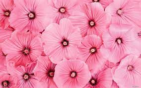 One of many great free stock photos from pexels. Flower Pink Wallpapers Wallpaper Cave