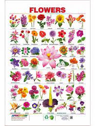 Know the official tata sky hd channel list & channel numbers such as sports, news, hindi movies, serials, cartoons, music, and regional channels like kannada, tamil, telugu. Simple Guidance For You In Pretty Flower Names Yahoo Pretty Flower Names Yahoo Http Bit Ly 2ziwtp4 Pretty Flower Names Flower Images With Name Flower Names