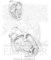 The coloring sheet focuses on heart and shows how the blood is passed through it. Welcome To Netter Images