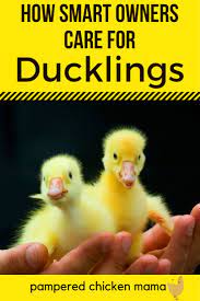 Thinking About Raising Ducks For Eggs Here S How To Care For Ducklings So They Grow Up To Be Healthy Adults Ducklings Raising Ducks Raising Turkeys