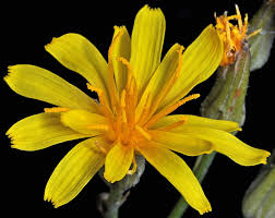 Image result for Crepis