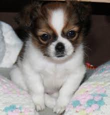 I breed shih tzu only. Shichi Dog Shih Tzu Chihuahua Info Temperament Training Puppies Pictures