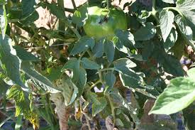 Image result for Septoria leaf spot of tomato