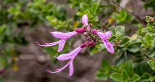 Image result for Tinnea galpinii