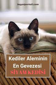 siyam kedisi ozellikleri ve bakimi siyam kedisi siyam kedileri kedi
