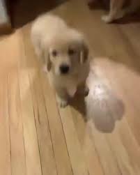 Cute Labrador Buyfordog Dog Doglove Pet Puppy Funny Video Puppies Funny Cute Animals Cute Baby Animals