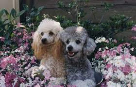 Black goldendoodle on a white background. 15 Photos Confirming That Poodles Love Flowers Petpress Poodle Puppy Poodle Mix Breeds Grey Poodle