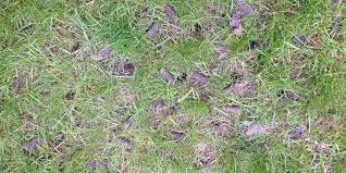 That sulfur is to lower the ph via the form of sulfuric acid, but it might be useless when the 220lb/ksqft tilled did not help. Things To Never Do To Your Lawn In Spring Milorganite