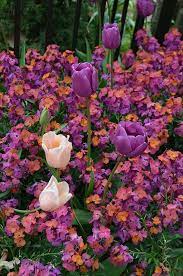 Pink Purple And Pale Orange Kensington Palace Garden Purple Flowers Garden Pink Garden Purple Garden