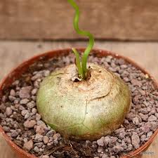 Image result for Bowiea volubilis