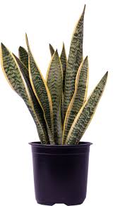 Image result for Asplenium laurentii