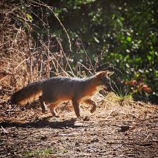 Offers the most comprehensive services for getting rid of them for good. Friends Of The Island Fox
