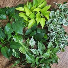 Let S Look At Some Epipremnum Varieties Commonly Called Pothos Clockwise From The Top Neon Glacier Observe Th Plants Indoor Flowering Plants Pothos Plant