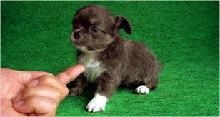 Red teacup poodle for sale. Japan Home Of The Cute And Inbred Dog The New York Times