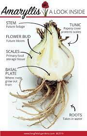 This Amaryllis Has Been Sliced Open To Show You What Really Goes On Inside This Amazing Bulb Amaryllis Amaryllis Bulbs Amaryllis Flowers