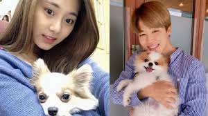 Kpop Idols Vs Cute Pets Kpop Nl Youtube