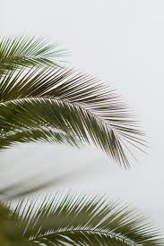 See more ideas about beige aesthetic, aesthetic, beige. 20 Palm Tree Pictures Hd Download Free Images On Unsplash