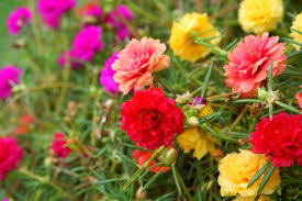 Portulakroschen Portulaca Grandiflora Saen Pflegen Und Uberwintern Portulakroschen Rosen Pflanzen Einjahrige Pflanzen