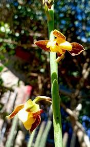 Image result for Eulophia hirschbergii