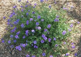 Image result for foto verbena