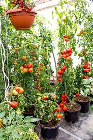 Erfahren sie alles über die pflege von jungen tomatenpflanzen. Tomatenpflanzen Wo Hinstellen Tipps Fur Den Richtigen Platz