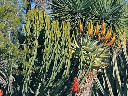 Image result for Euphorbia cooperi