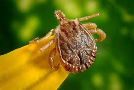 Image result for infected tick bite
