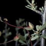 Image result for Cadaba termitaria