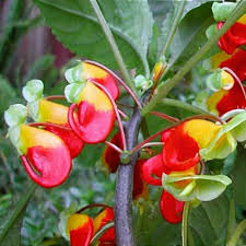 Image result for Impatiens lutzmanniae