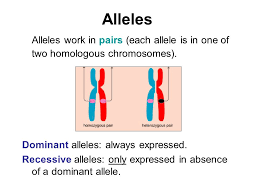Also called a tetrad because it consists of four chromatids. Chromosomes Strands Of Dna In Pairs Ppt Download