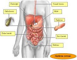 sindirim sistemi turkce