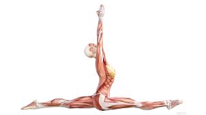 Each pose contains instructions on how to perform the posture, the drishti for each asana, what cautions you should keep in mind, and the benefits each pose can bring to you. Monkey Pose Yoga Anatomy Om Yoga Magazine