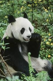 Giant Panda Photographic Print Art Com In 2020 Giant Panda Panda Panda Bear